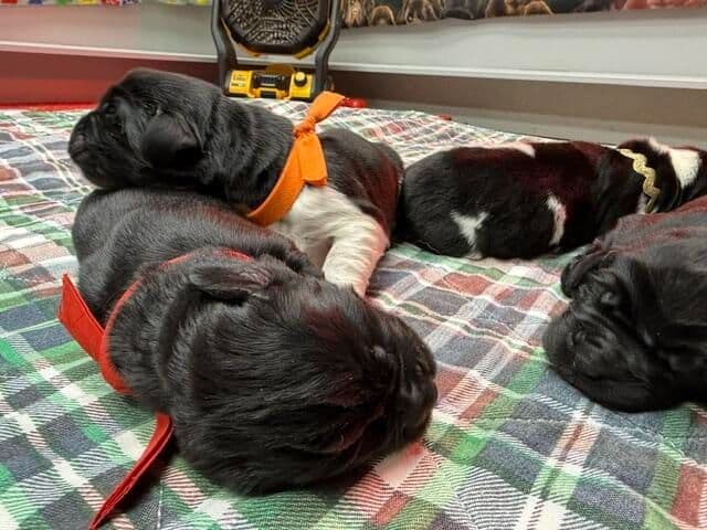 Newfoundland Puppies media 9