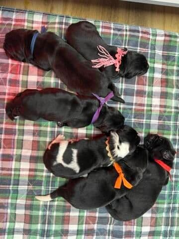 Newfoundland Puppies media 10