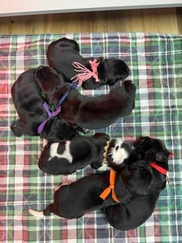 Newfoundland Puppies media 12