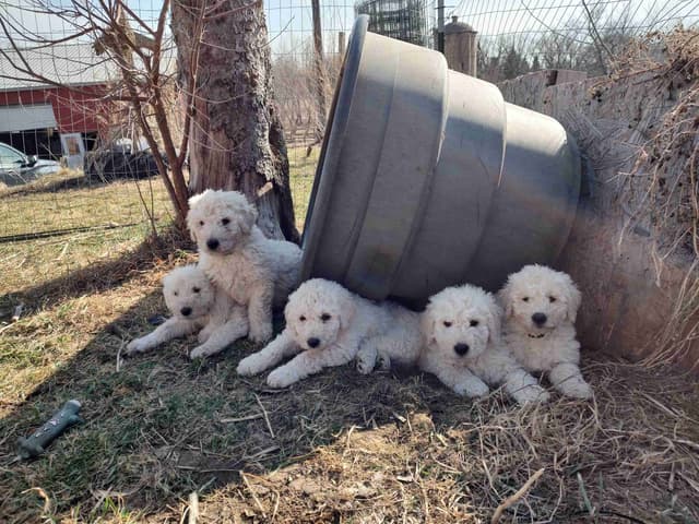 Komondor Puppies media 2