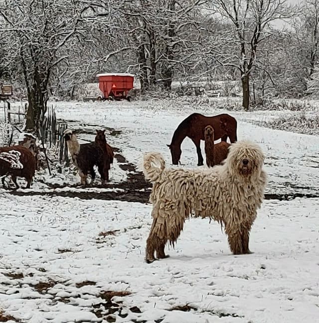 Komondor Puppies media 3
