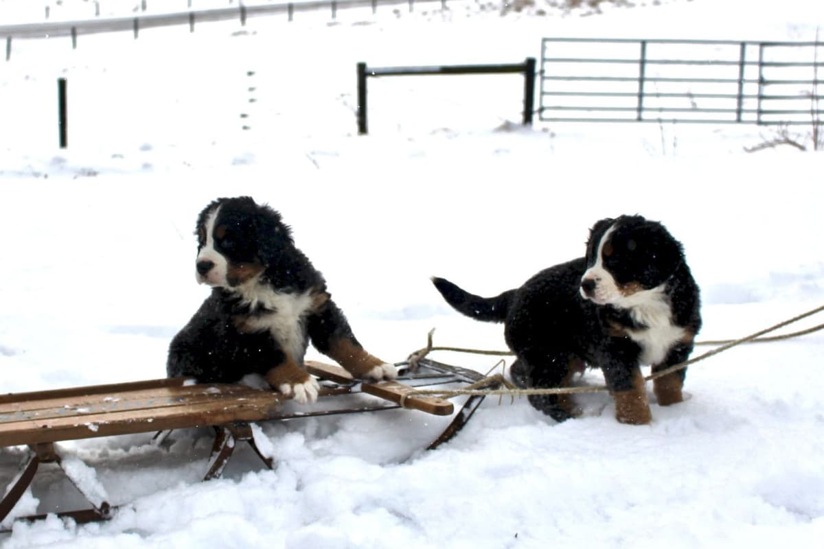 Australian Shepherd Puppies breeder image 1