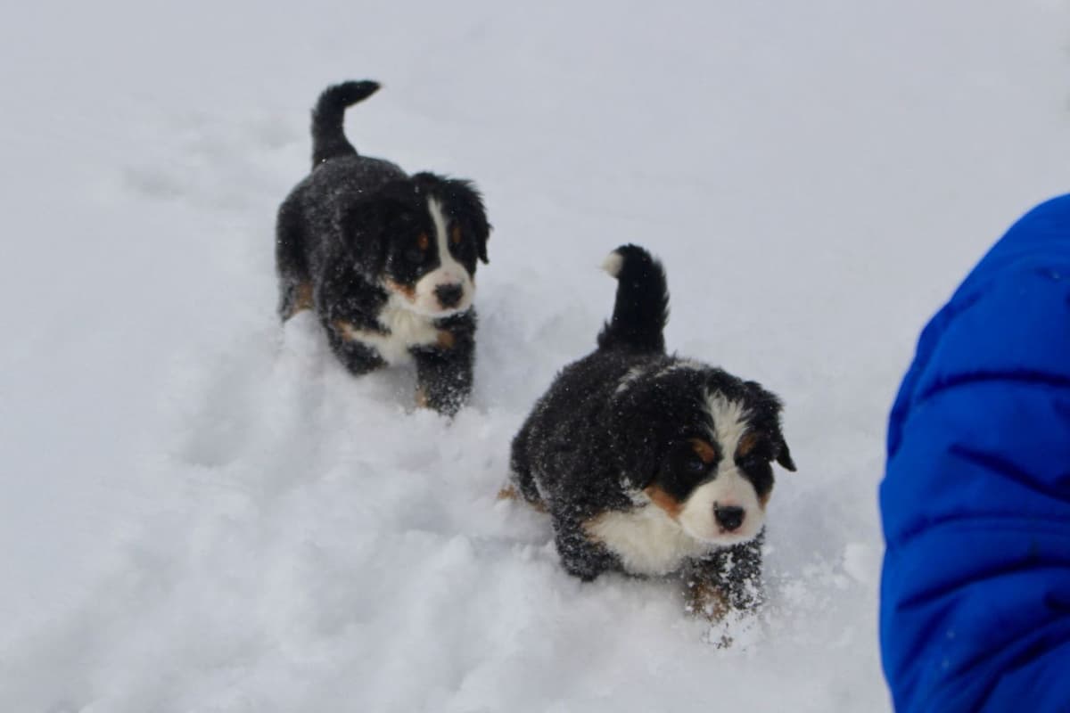 Australian Shepherd Puppies breeder image 4