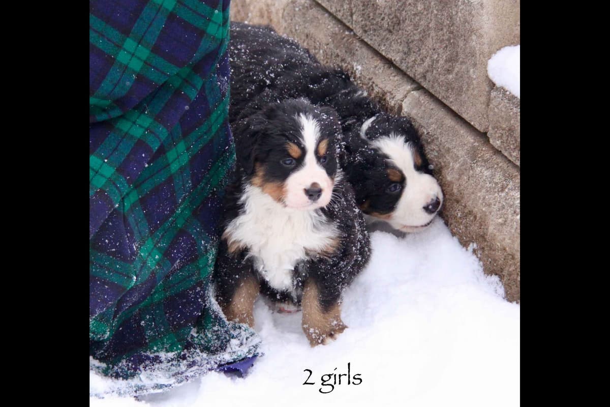Australian Shepherd Puppies breeder image 14