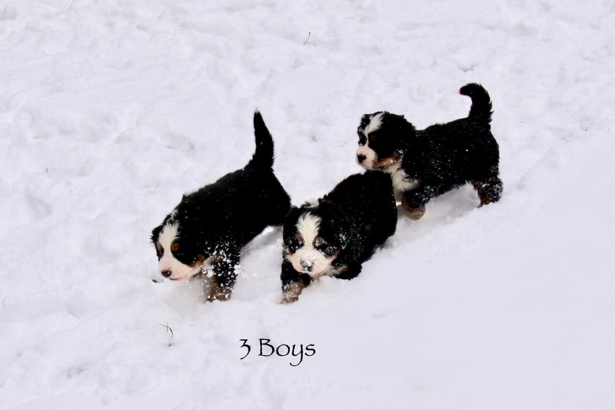 Australian Shepherd Puppies breeder image 15
