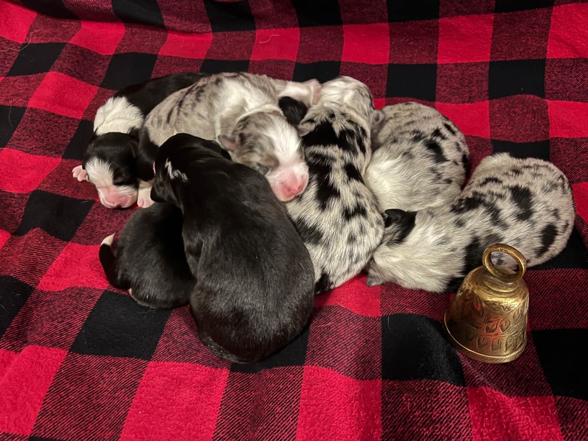 Australian Shepherd Puppies breeder image 17