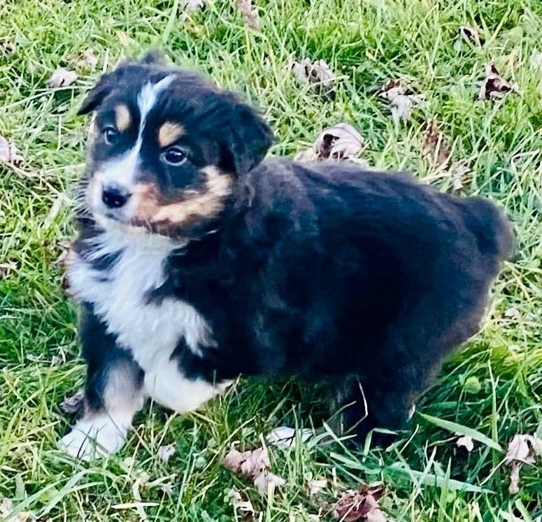 Australian Shepherd Puppies breeder image 18