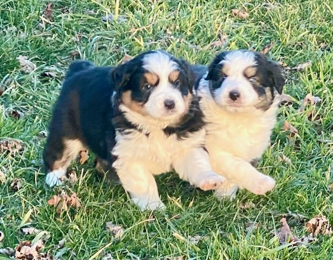 Australian Shepherd Puppies breeder image 19