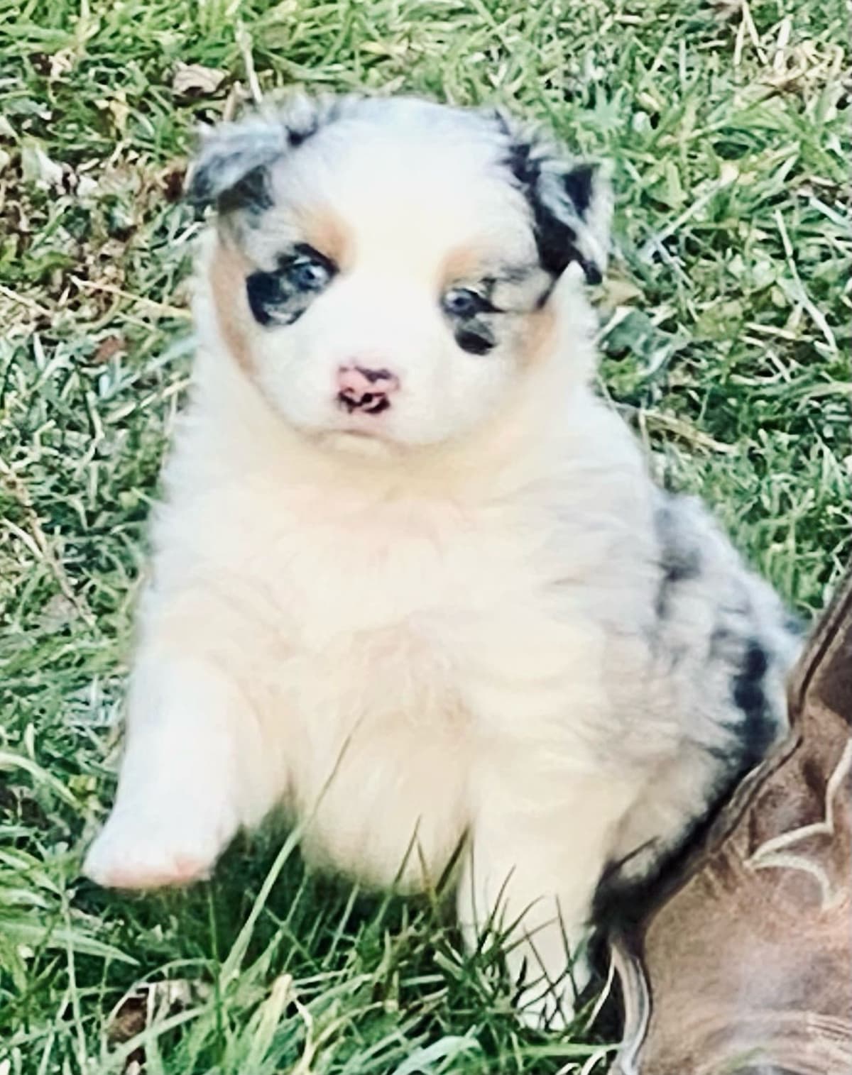 Australian Shepherd Puppies breeder image 20