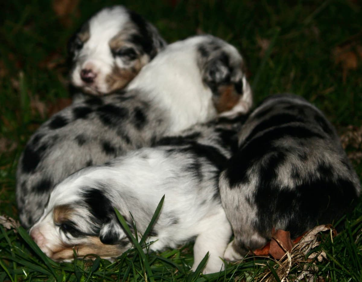 Australian Shepherd Puppies breeder image 21