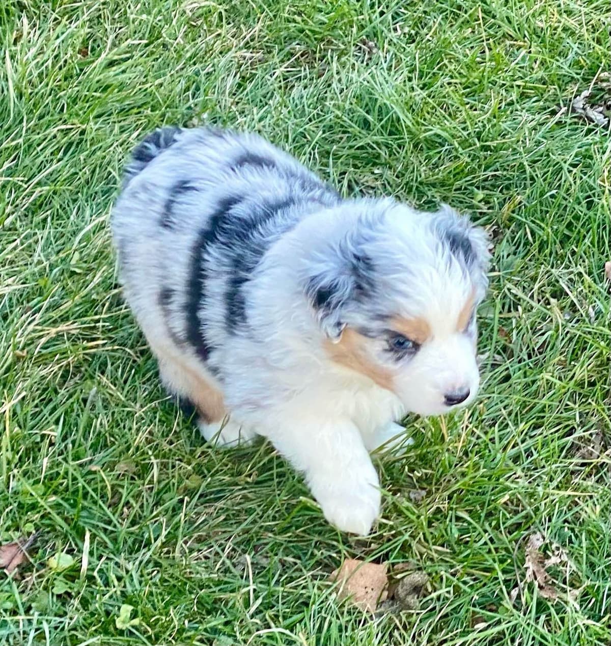 Australian Shepherd Puppies breeder image 22