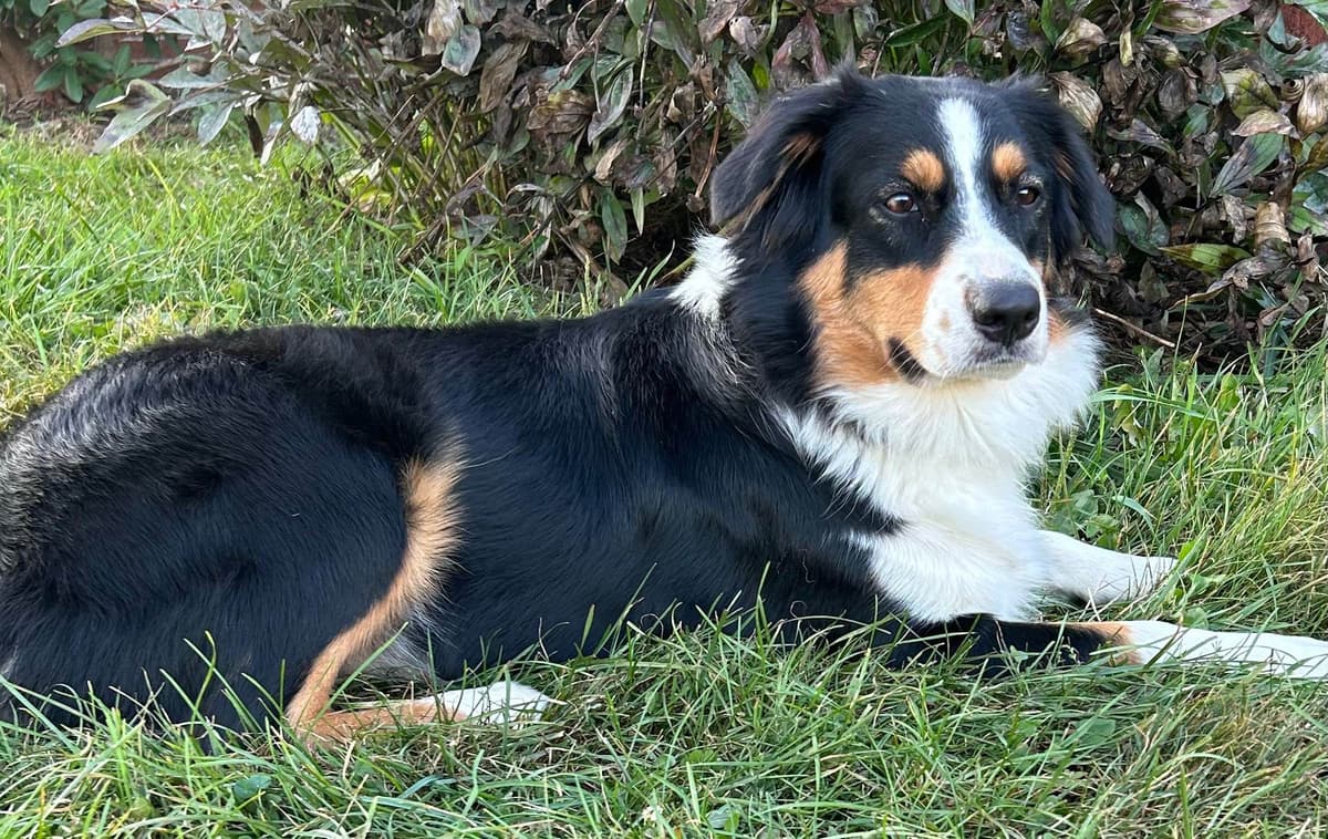 Australian Shepherd Puppies breeder image 24