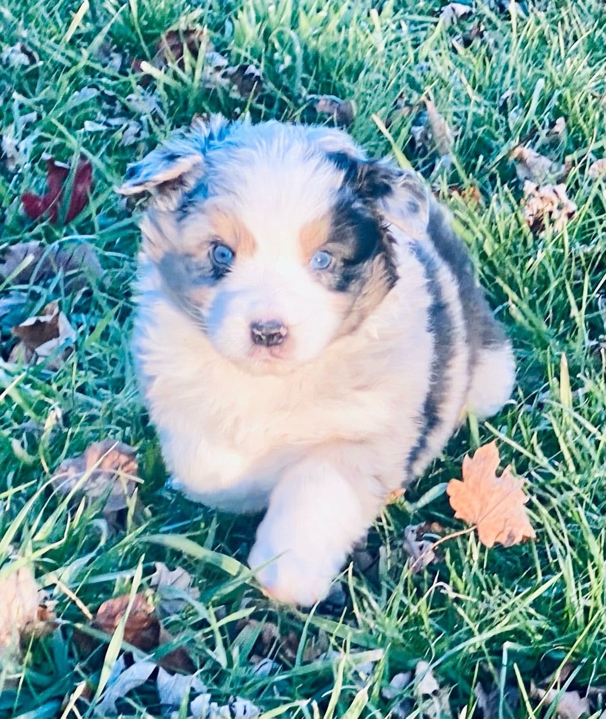 Australian Shepherd Puppies breeder image 25