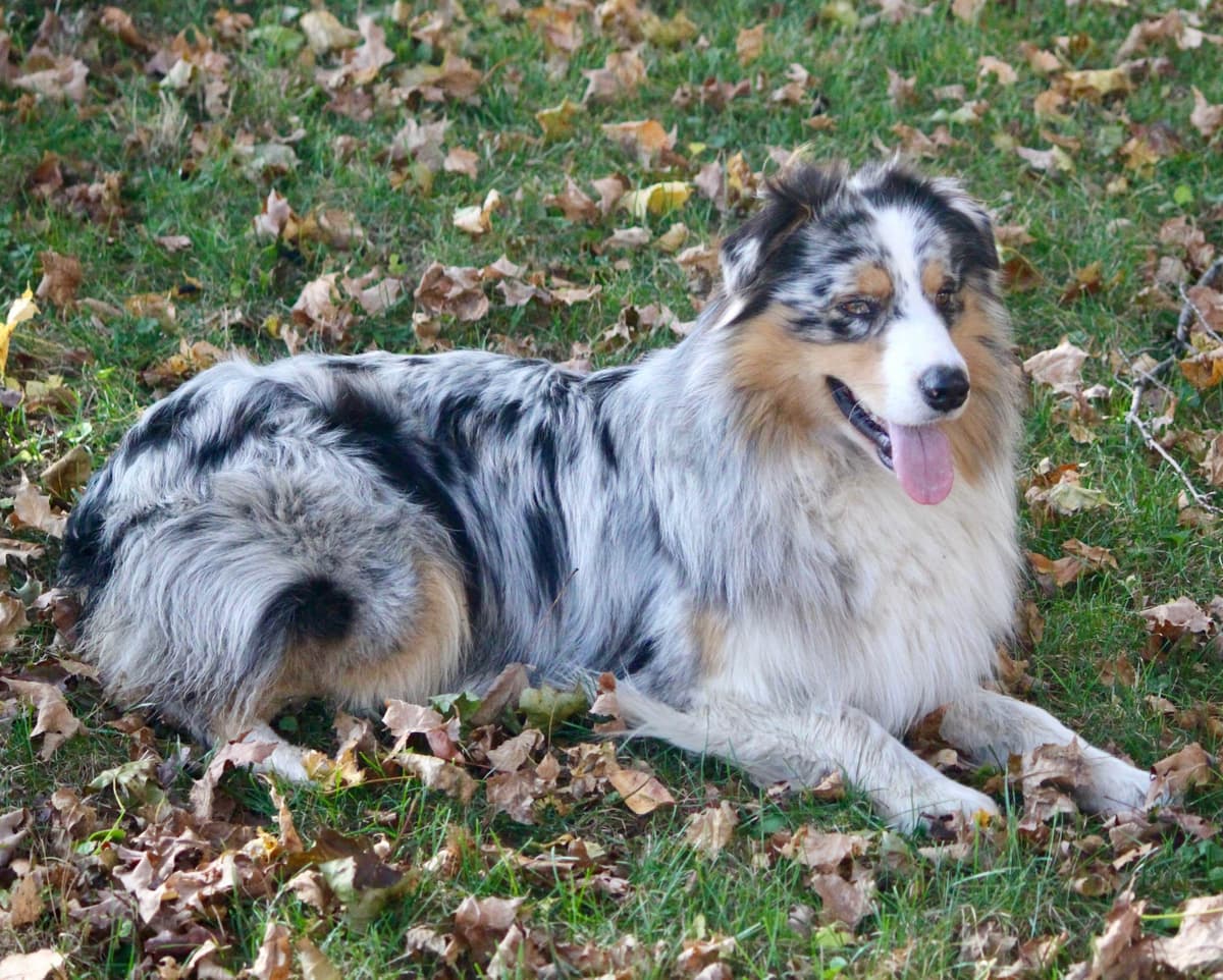 Australian Shepherd Puppies breeder image 26