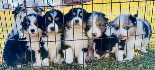 Australian Shepherd Puppies media 2