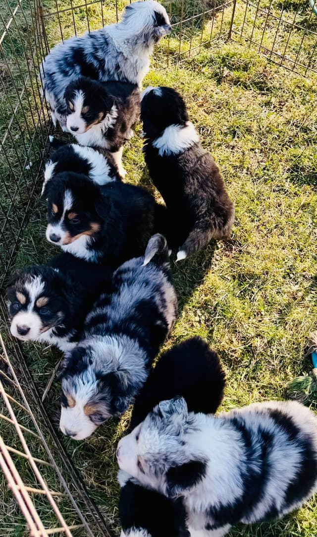 Australian Shepherd Puppies media 3