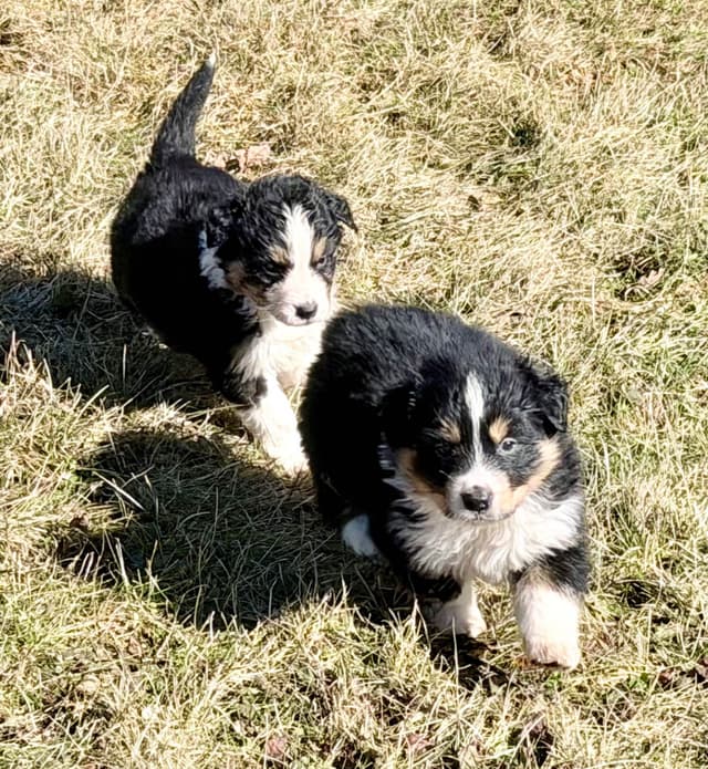 Australian Shepherd Puppies media 4
