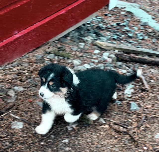 Australian Shepherd Puppies media 5
