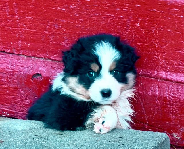 Australian Shepherd Puppies media 6