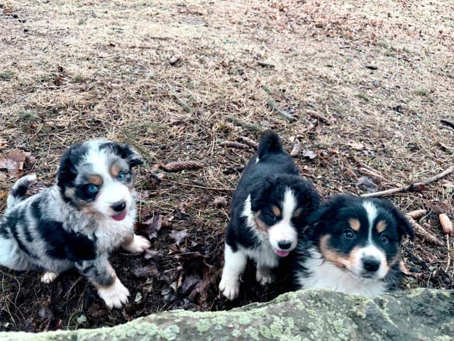 Australian Shepherd Puppies media 7