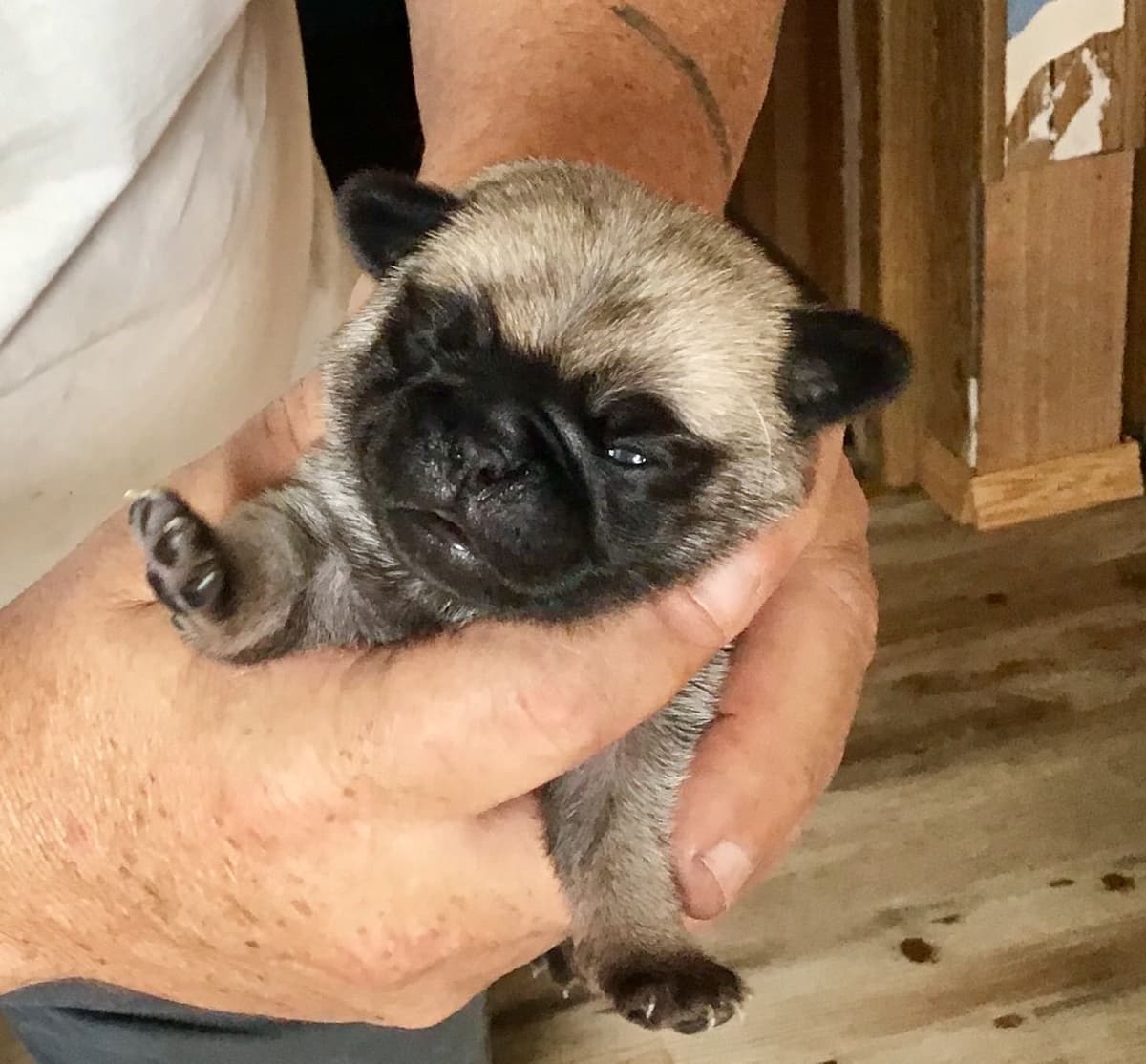 Gorgeous Male Pug Puppies breeder image 1