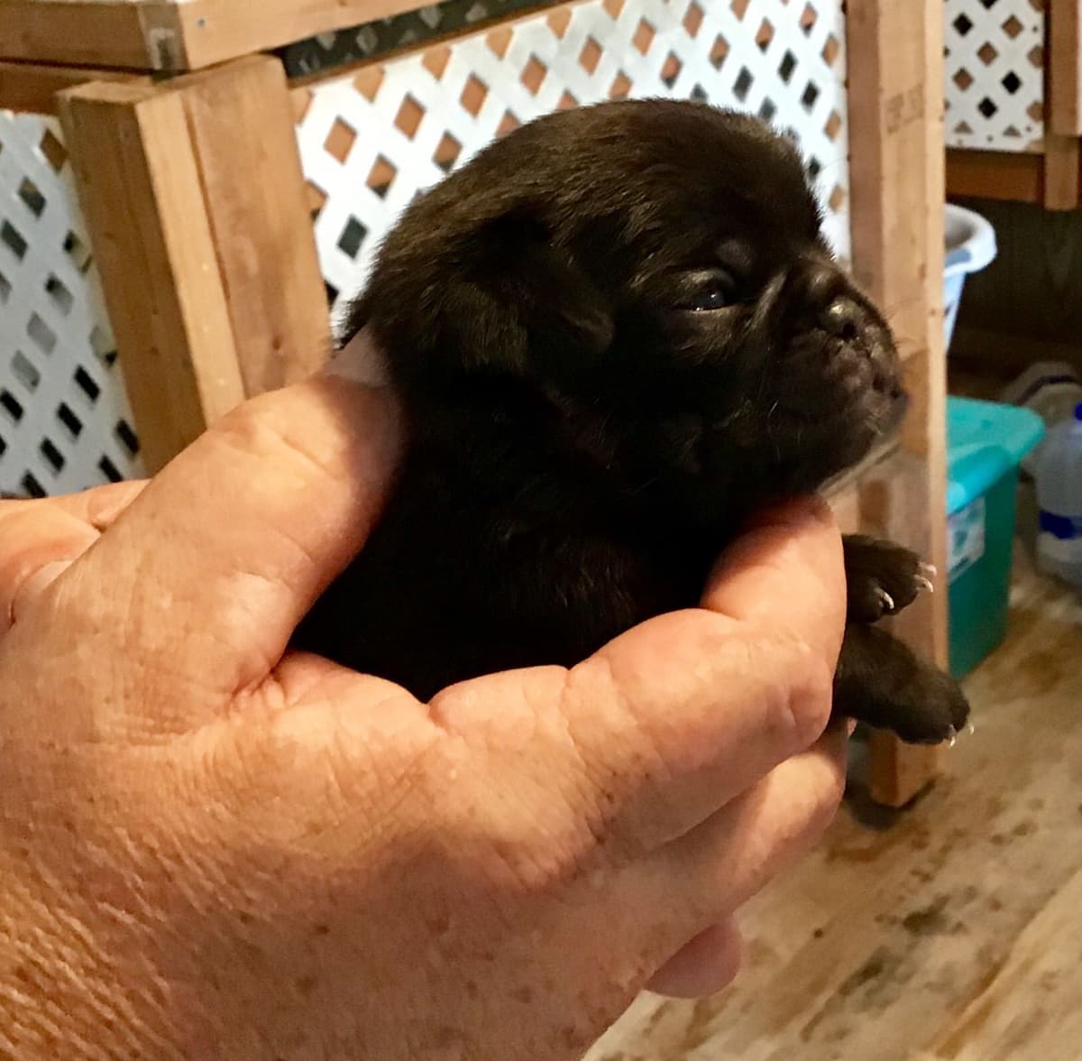 Gorgeous Male Pug Puppies breeder image 2