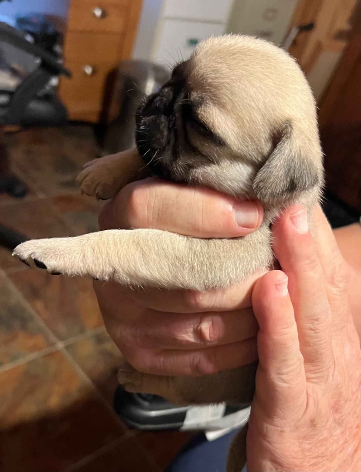 Gorgeous Male Pug Puppies breeder image 3