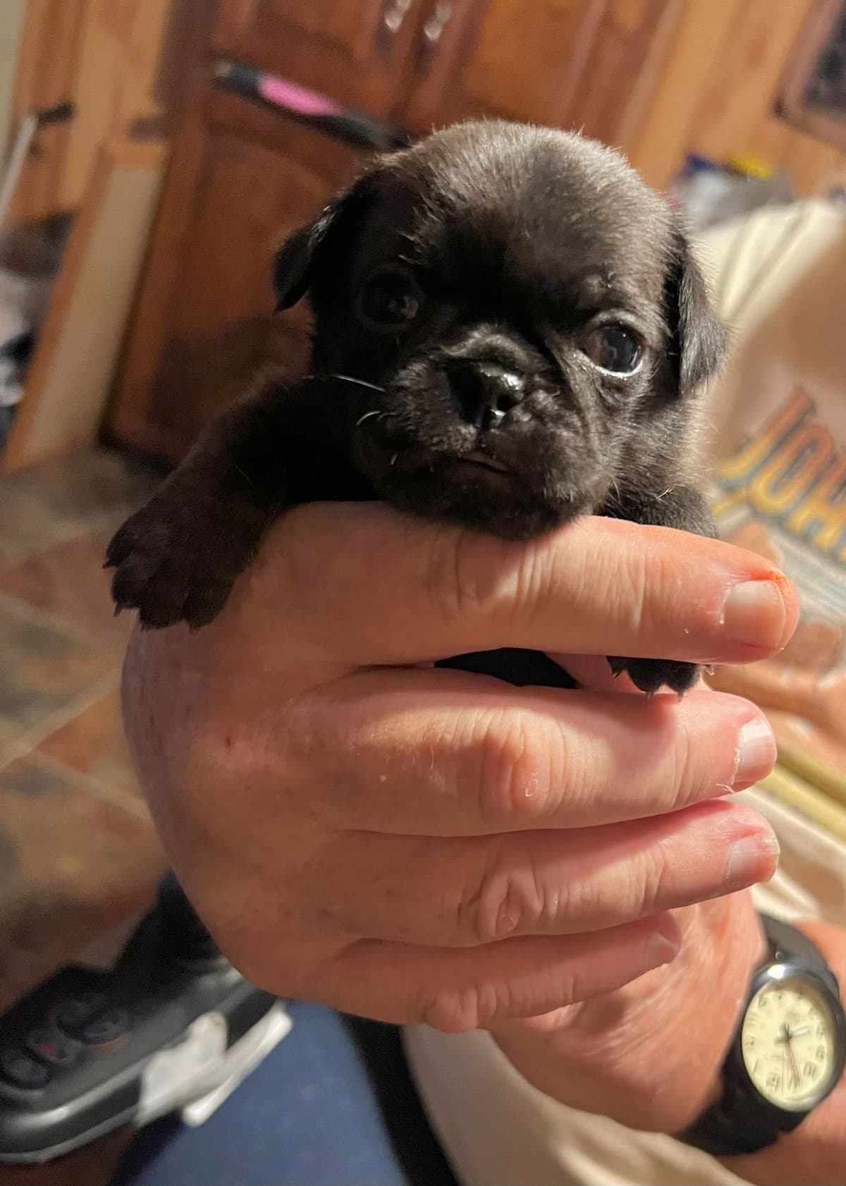 Gorgeous Male Pug Puppies breeder image 4