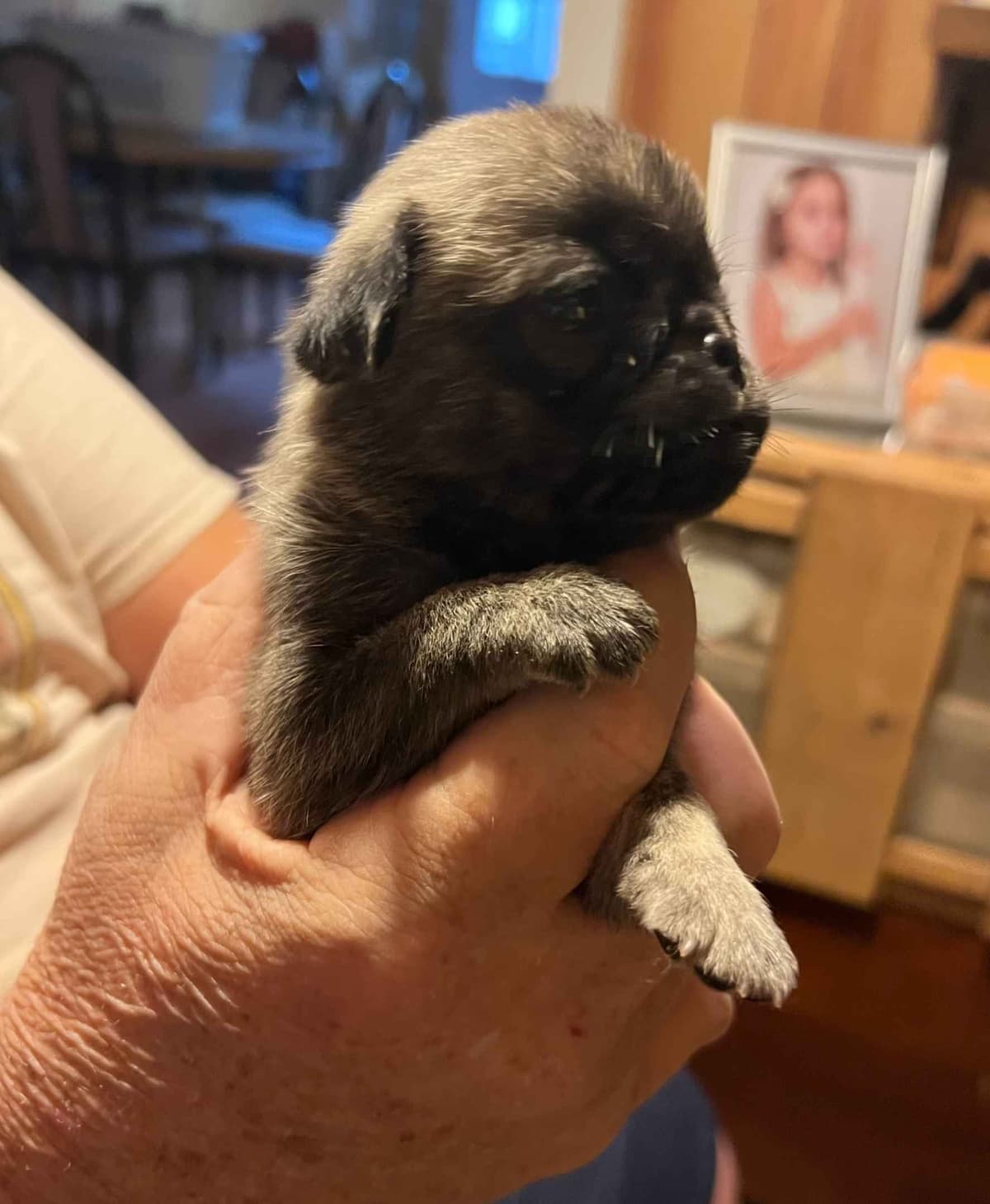Gorgeous Male Pug Puppies breeder image 6
