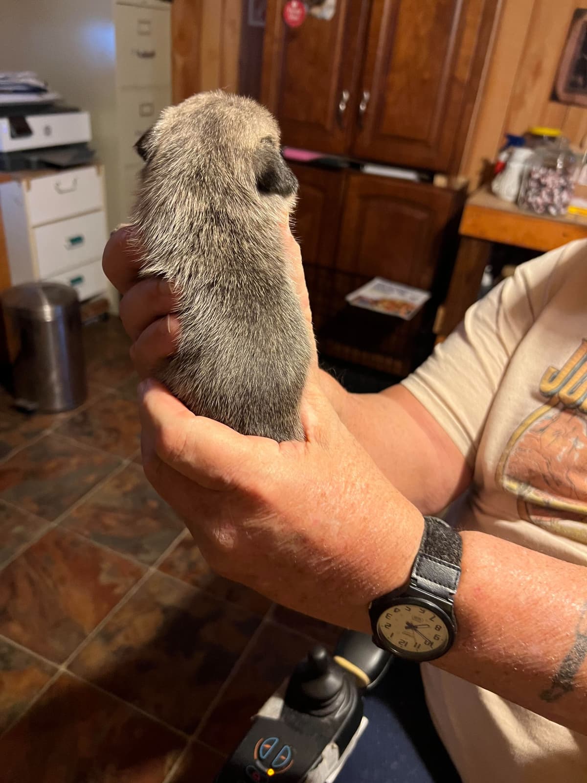Gorgeous Male Pug Puppies breeder image 7
