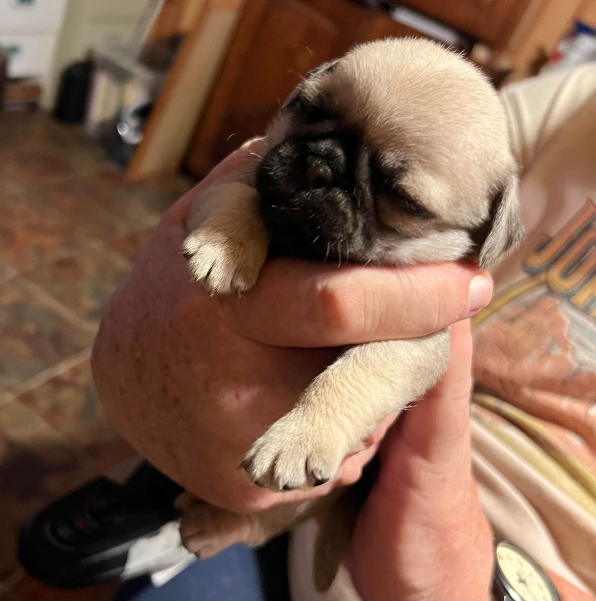 Gorgeous Male Pug Puppies breeder image 8