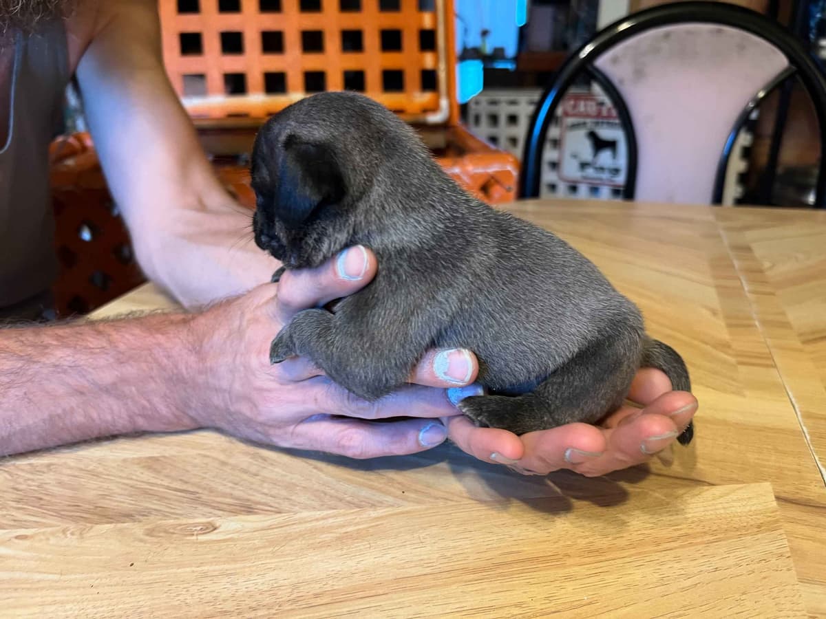 Gorgeous Male Pug Puppies breeder image 9