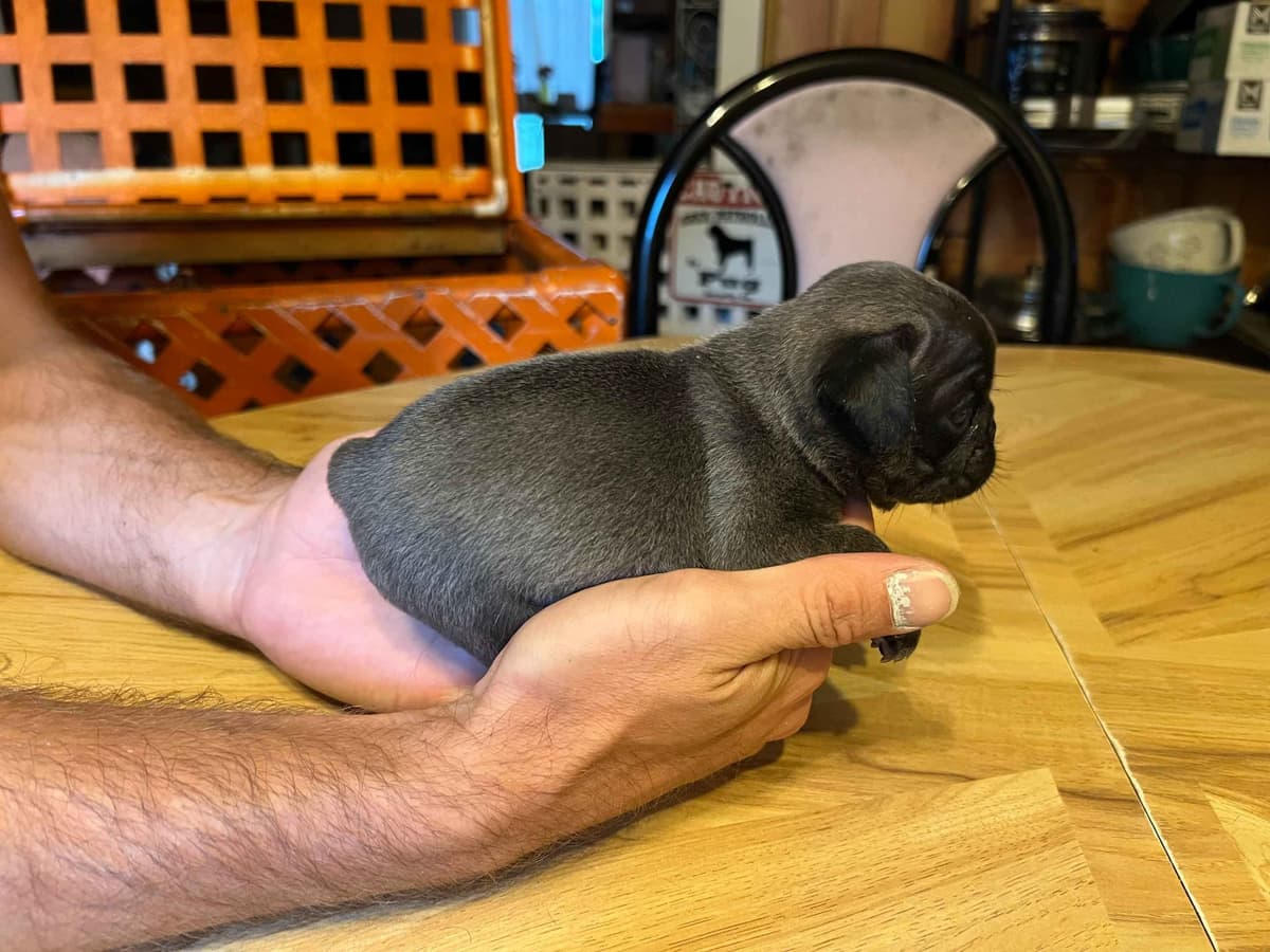 Gorgeous Male Pug Puppies breeder image 10