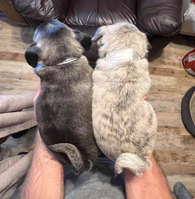 Gorgeous  Male Pug Puppies media 2