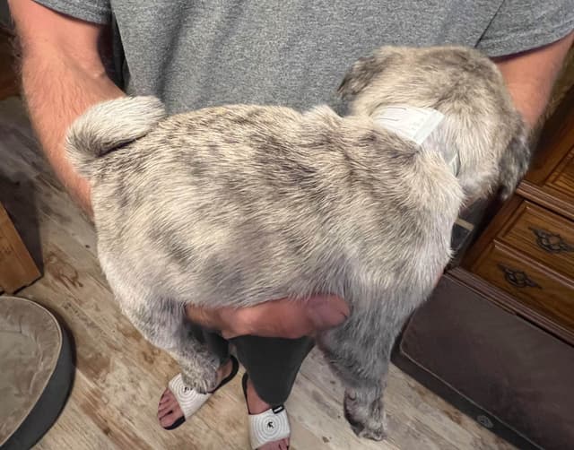 Gorgeous  Male Pug Puppies media 3