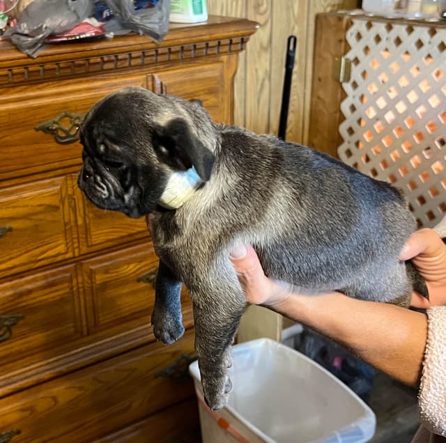 Gorgeous  Male Pug Puppies media 4