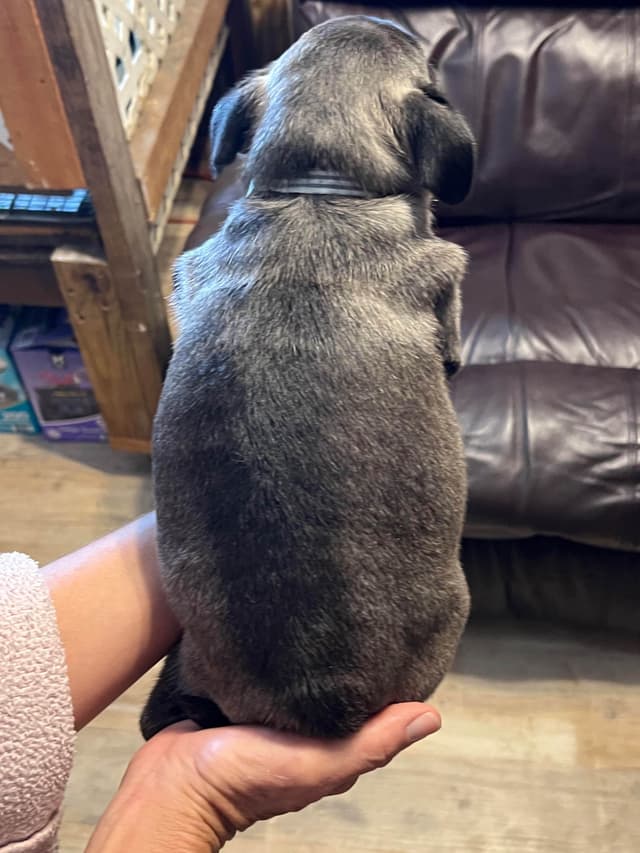Gorgeous  Male Pug Puppies media 5