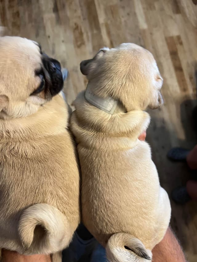 Gorgeous  Male Pug Puppies media 6