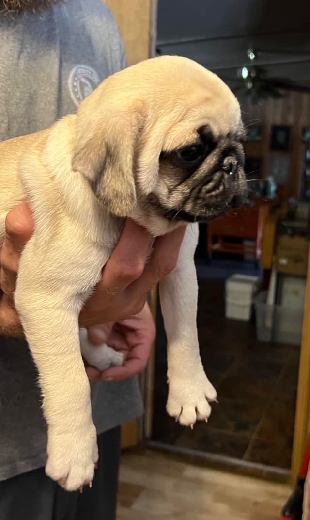 Gorgeous  Male Pug Puppies media 7