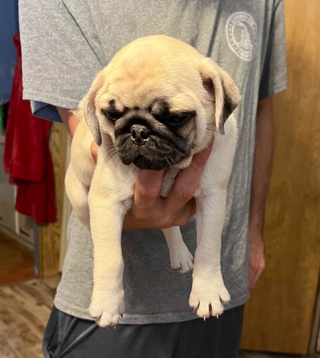 Gorgeous  Male Pug Puppies media 8