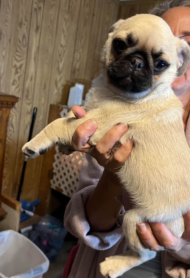 Gorgeous  Male Pug Puppies media 9