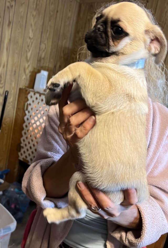 Gorgeous  Male Pug Puppies media 10