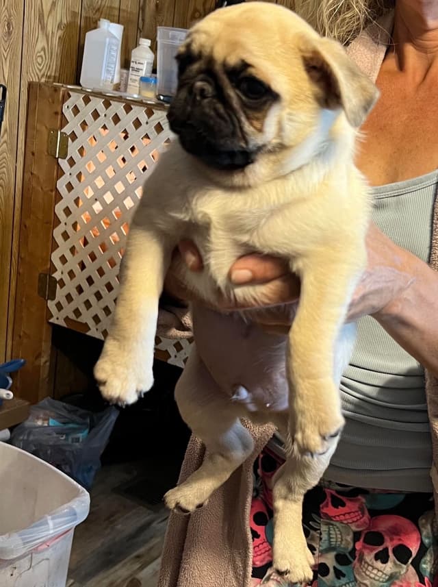 Gorgeous  Male Pug Puppies media 11