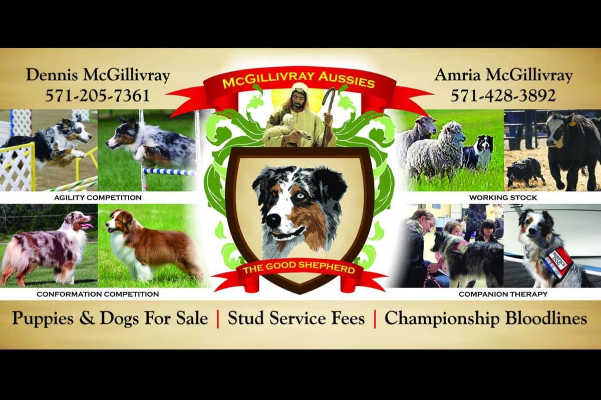 Australian Shepherd Puppies breeder image 1