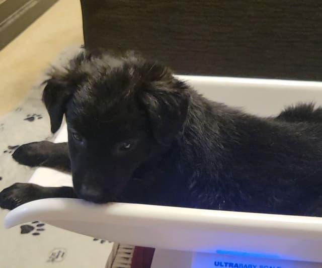 Australian Shepherd Puppies media 2