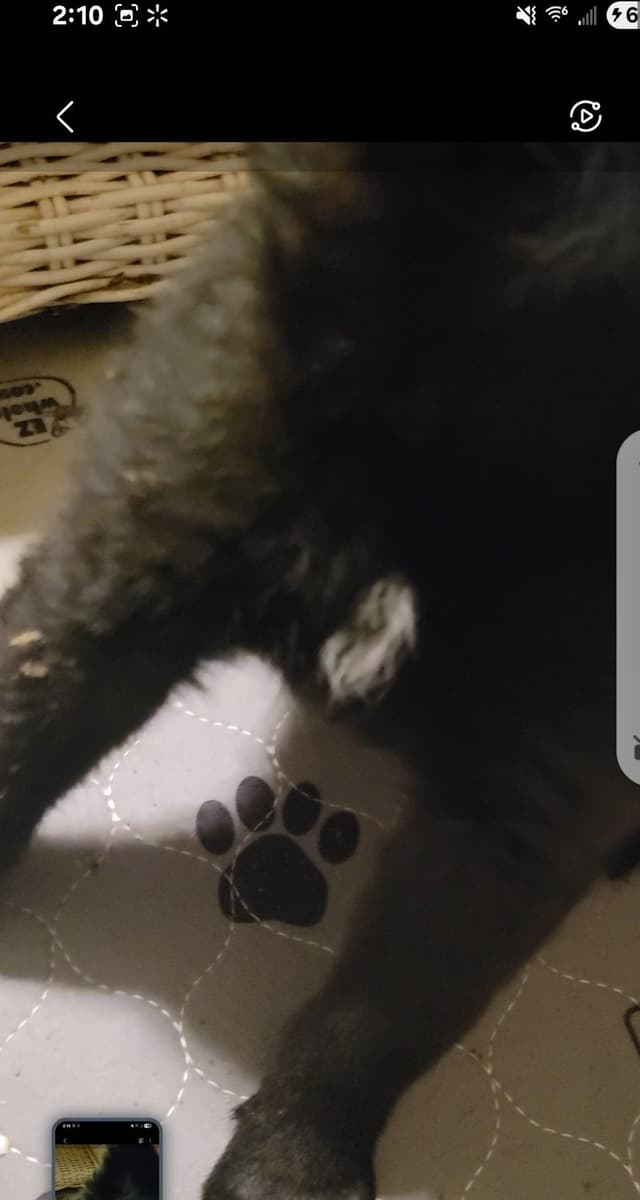 Australian Shepherd Puppies media 3