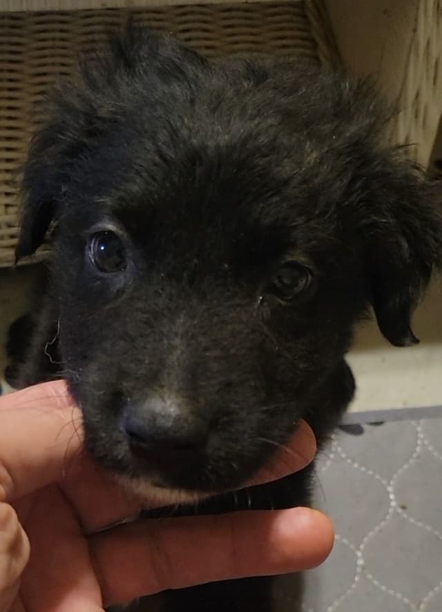Australian Shepherd Puppies media 4