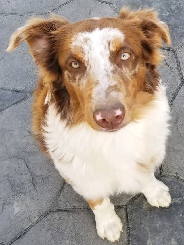 Australian Shepherd Puppies media 7