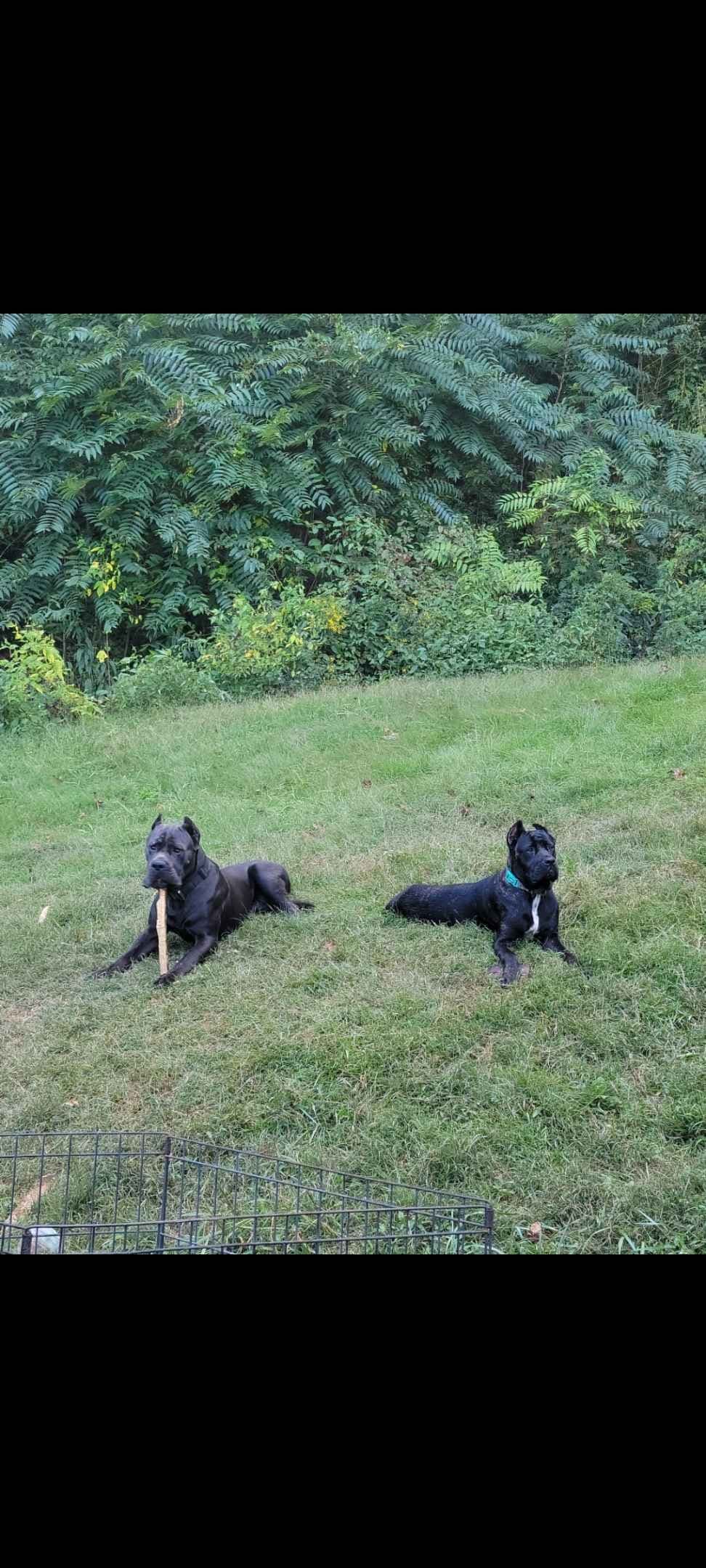Cane Corso Puppies breeder image 4