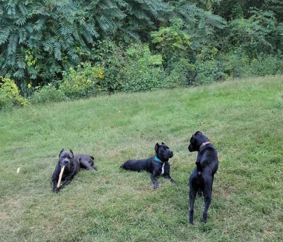 Cane Corso Puppies breeder image 2